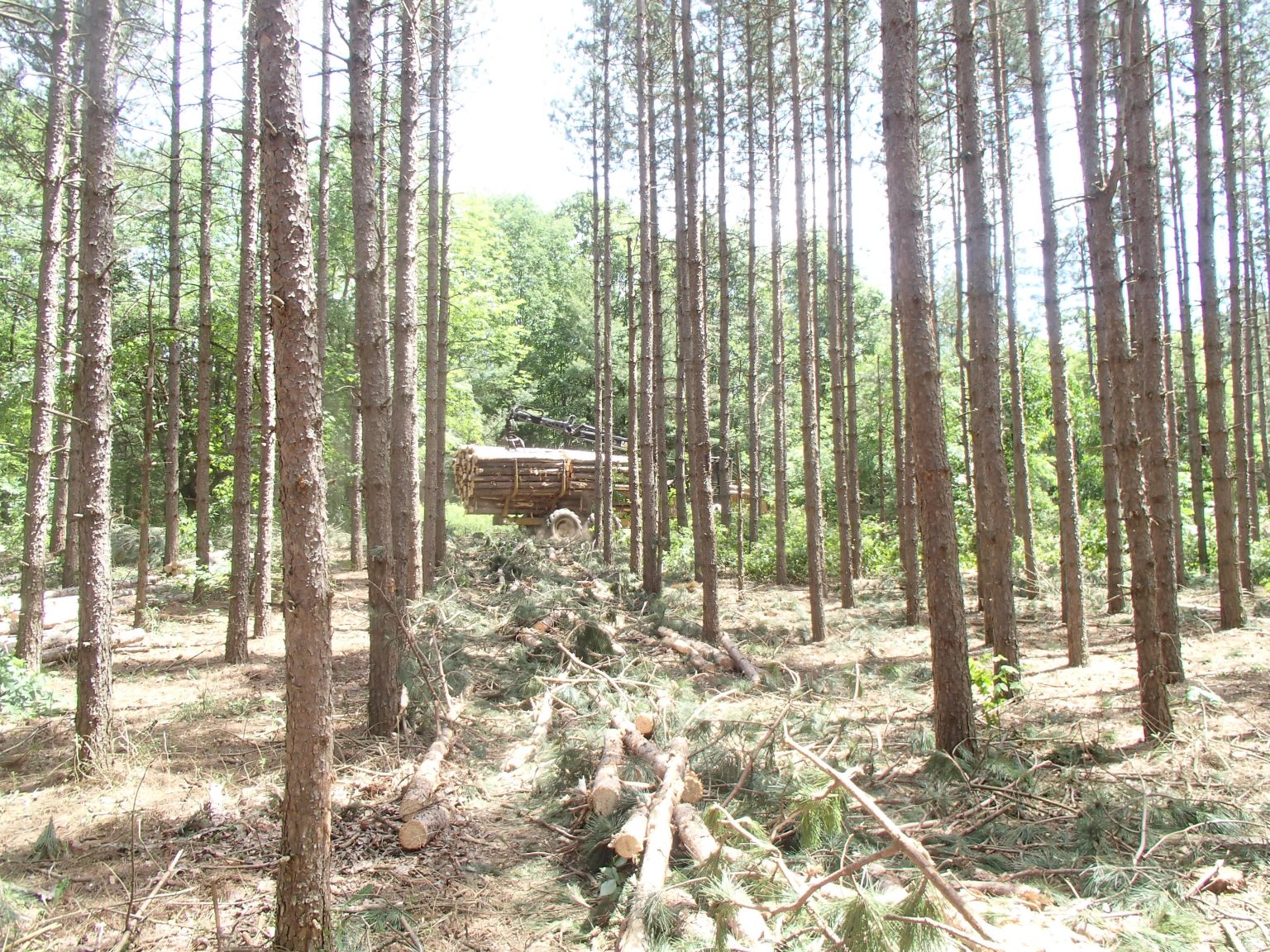Tree Lot Making Private Woodlot Management